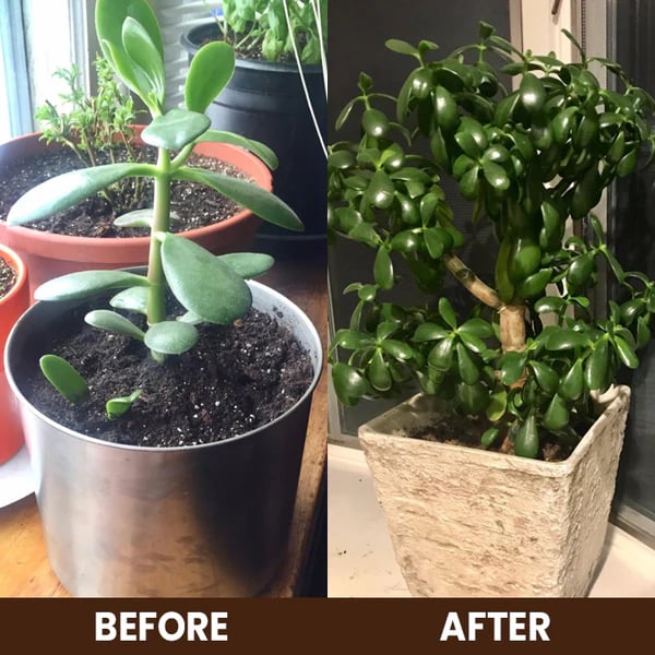 Ourlyard® Soil Activator – Plant & Garden Soil Booster for Healthier Roots & Stronger Plants